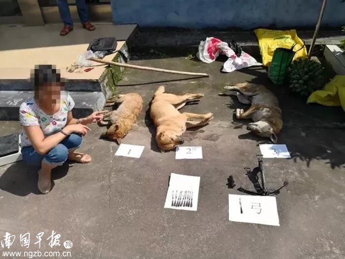 光天化日公然偷狗！女孩急哭拦车，它是我家人！